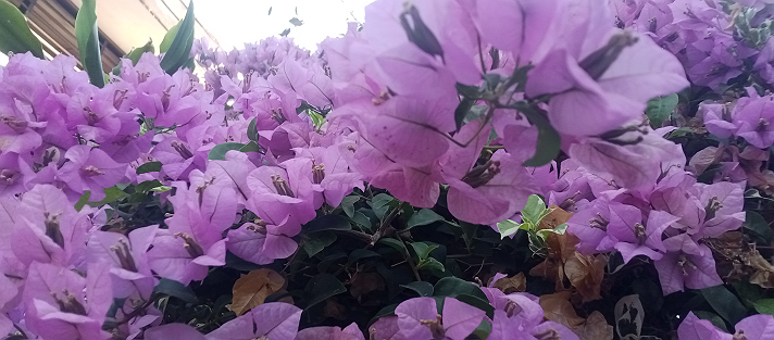 Flower#blaqsbi